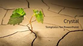  Presentation with grape vine black grapes - Colorful presentation theme enhanced with seedling desert - germ of grapes in drylands backdrop and a yellow colored foreground