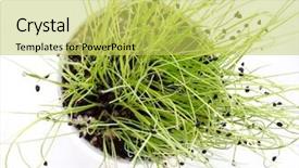  Presentation with earth - PPT theme with seedling desert - leaf and earth isolated background and a yellow colored foreground