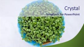  Presentation with isolated fall oak leaf - PPT theme enhanced with seedling desert - leaf and earth isolated background and a sky blue colored foreground