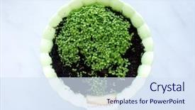  Presentation with isolated fall oak leaf - Amazing slide set having seedling desert - leaf and earth isolated backdrop and a sky blue colored foreground