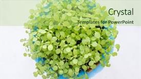  Presentation with earth - Amazing presentation design having seedling desert - leaf and earth isolated backdrop and a mint green colored foreground