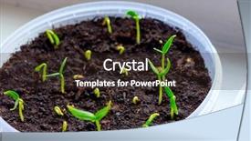  Presentation with earth - Amazing presentation having seedling desert - leaf and earth backdrop and a wine colored foreground