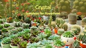  Presentation with succulents - Cool new PPT theme with seedling desert - various potted succulents and cactus backdrop and a  colored foreground