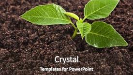  Presentation with young plant - Amazing PPT theme having seedling green plant surface top backdrop and a tawny brown colored foreground