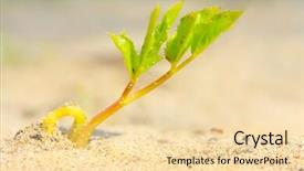  Presentation with seedling - PPT layouts consisting of seedling growing in a desert background and a  colored foreground