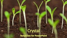  Presentation with seedling - Audience pleasing presentation theme consisting of close-up of green seedling growing out of soil backdrop and a wine colored foreground