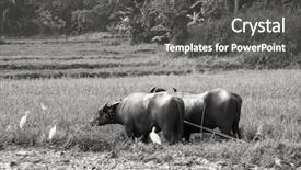  Presentation with paddy field - Colorful PPT theme enhanced with seedling muscles - pair of water buffalo harnessed backdrop and a dark gray colored foreground