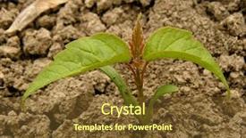  Presentation with maple - PPT theme having seedling of ash-leaved maple background and a tawny brown colored foreground