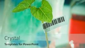  Presentation with barcode - Presentation design with seedling-of-genetically-modified-plants background and a mint green colored foreground