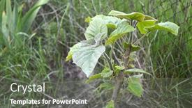  Presentation with seedling - Amazing slide deck having seedling-of-paulownia-tomentosa backdrop and a gray colored foreground