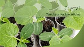  Presentation with seedling - Presentation design with seedling-of-vegetables-spring-planting background and a mint green colored foreground