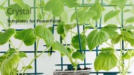  Presentation with seedling - Presentation theme enhanced with seedling-of-vegetables-spring-planting background and a yellow colored foreground