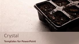  Presentation with horticulture - Presentation consisting of seedling-tray-filled-with-dark background and a soft green colored foreground