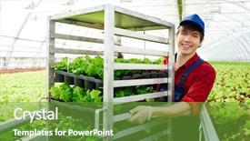  Presentation with green moving - Theme consisting of seedlings along plantations with lettuce background and a tawny brown colored foreground