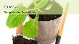  Presentation with garden tools - Slides enhanced with seedlings cabbage in pot with garden tools isolated on white background background and a blonde colored foreground