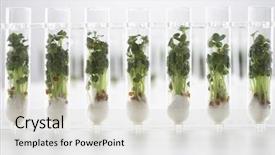  Presentation with london tube - Presentation theme having seedlings growing in test tube background and a  colored foreground