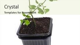  Presentation with plastic container - Cool new presentation theme with seedlings in a disposable plastic flowerpot container isolated on white background backdrop and a soft green colored foreground