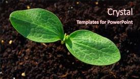  Presentation with orchard - PPT theme with seedlings in an orchard urban background and a wine colored foreground