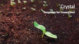  Presentation with orchard - Cool new presentation theme with seedlings in an orchard backdrop and a  colored foreground