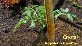  Presentation with orchard - Audience pleasing theme consisting of seedlings in an orchard backdrop and a tawny brown colored foreground