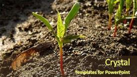  Presentation with green maple leaves - Slide deck enhanced with seedlings of ash-leaved maple background and a tawny brown colored foreground