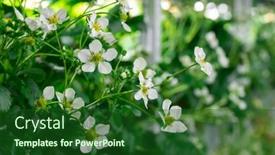  Presentation with vertical farm - Cool new theme with seedlings-of-garden-strawberries backdrop and a forest green colored foreground