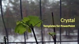  Presentation with grape vine - Slide deck with seedlings of grapes in plastic background and a tawny brown colored foreground