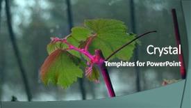  Presentation with grape vine - PPT theme having seedlings of grapes in plastic background and a tawny brown colored foreground