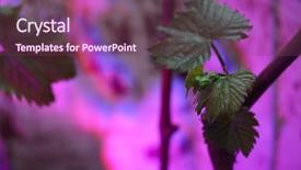  Presentation with grape vine - Audience pleasing slides consisting of seedlings of grapes in plastic backdrop and a violet colored foreground