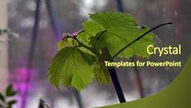  Presentation with grape vine - Theme featuring seedlings of grapes in plastic background and a tawny brown colored foreground