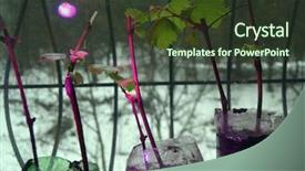  Presentation with grape vine - Slides enhanced with seedlings of grapes in plastic background and a tawny brown colored foreground