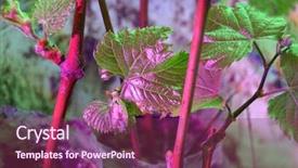  Presentation with grape vine - Colorful PPT layouts enhanced with seedlings of grapes in plastic backdrop and a violet colored foreground