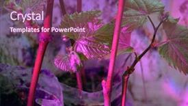  Presentation with grape vine - Audience pleasing theme consisting of seedlings of grapes in plastic backdrop and a violet colored foreground
