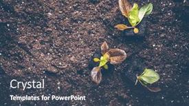  Presentation with soil - PPT theme with seedlings-of-lettice-prepared background and a dark gray colored foreground