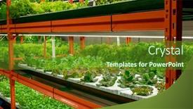  Presentation with vertical farm - Audience pleasing slide deck consisting of seedlings-of-various-sorts backdrop and a tawny brown colored foreground