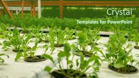  Presentation with green color - Slide deck with seedlings-of-vibrant-green-color background and a forest green colored foreground