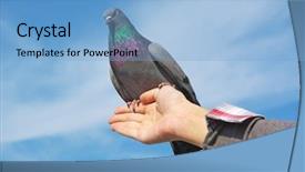  Presentation with dove - PPT layouts featuring dove on hand concept scene background and a light blue colored foreground