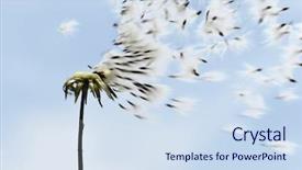  Presentation with seed - Audience pleasing slides consisting of seeds flying in the wind backdrop and a sky blue colored foreground