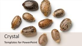  Presentation with oil seeds - Audience pleasing PPT theme consisting of seeds of a castor oil backdrop and a coral colored foreground