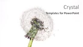  Presentation with dandelion - Audience pleasing slide set consisting of seeds of flower dandelion on white backdrop and a white colored foreground