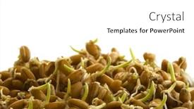  Presentation with sprout - Cool new PPT theme with seeds of hard red winter backdrop and a white colored foreground