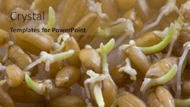  Presentation with sprout - Amazing PPT layouts having seeds of hard red winter wheat just starting to sprout backdrop and a gold colored foreground