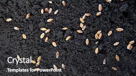  Presentation with seeds - Cool new presentation theme with seeds of wheat in grows backdrop and a  colored foreground