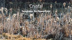 Presentation with pond - Audience pleasing PPT theme consisting of seedy-reed-stalks-near-pond backdrop and a dark gray colored foreground