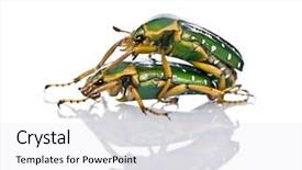  Presentation with sex - Presentation theme having seks - east africa flower beetles having background and a  colored foreground