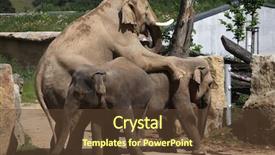  Presentation with sex - Slide set with seks - indian elephants elephas maximus indicus background and a tawny brown colored foreground