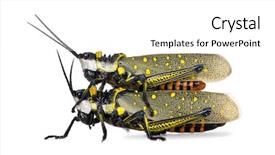  Presentation with locust - Amazing presentation theme having halloween night moon castle and bats abstraction collage backdrop and a black colored foreground