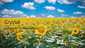  Presentation with blue lights - PPT theme consisting of sele - beautiful landscape with sunflower field background and a gold colored foreground
