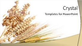  Presentation with wheat - PPT theme with selection of four different wheats background and a  colored foreground