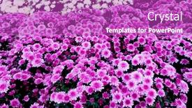  Presentation with purple flowers and oils - Amazing slide deck having selection-of-many-purple-flowers backdrop and a purple colored foreground